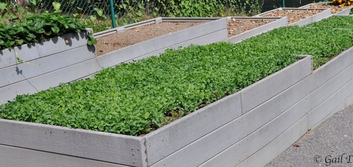 Winterize Your Garden with a Cover Crop of Austrian Winter Peas